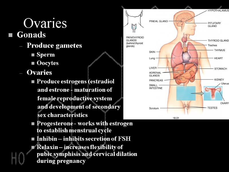 Ovaries Gonads Produce gametes Sperm Oocytes Ovaries Produce estrogens (estradiol    